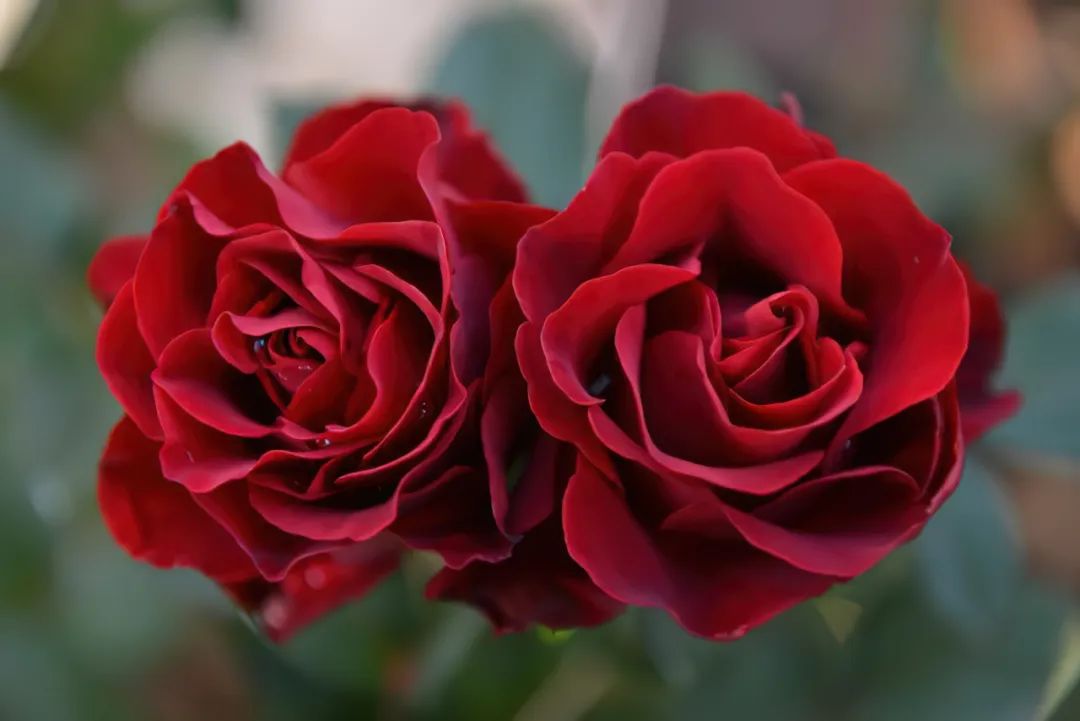 比较鲜又好养的月季品种,最值得养的大花浓香月季品种