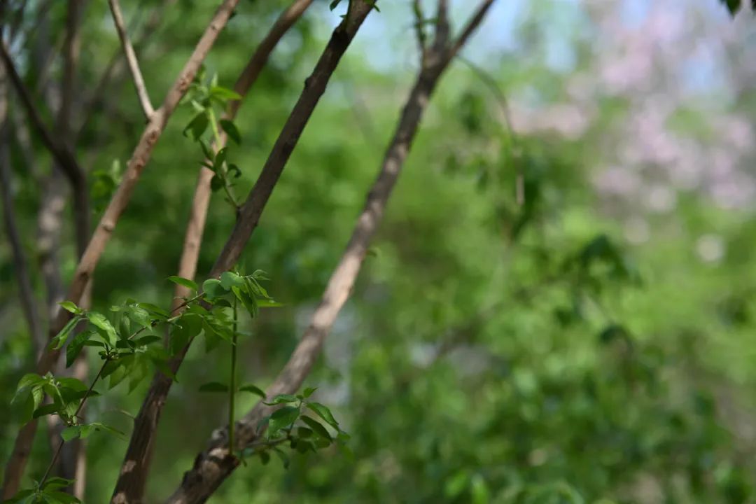 尼康z卡口85mmf1.8镜头评测欣赏,尼康全画幅50mmf1.8s和85mm1.8s