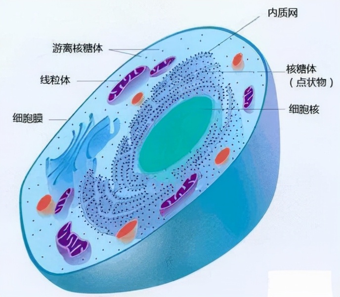 地球上的生命是如何诞生的，你知道吗？