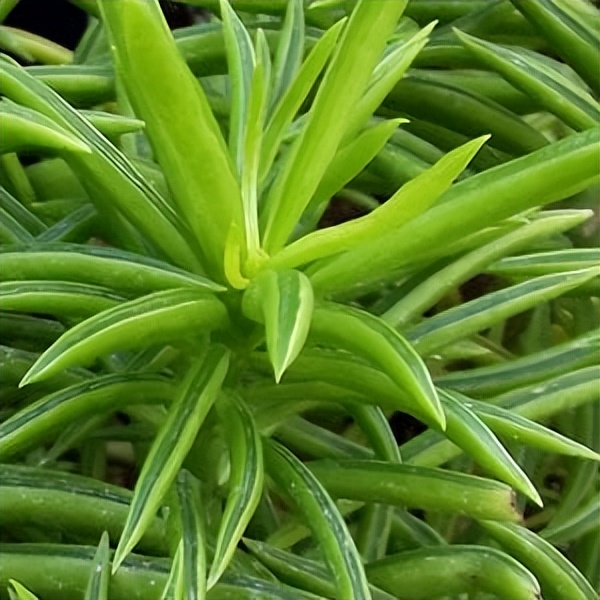 102个大类近500个多肉植物图片，都极其美丽，建议在家中也养一盆