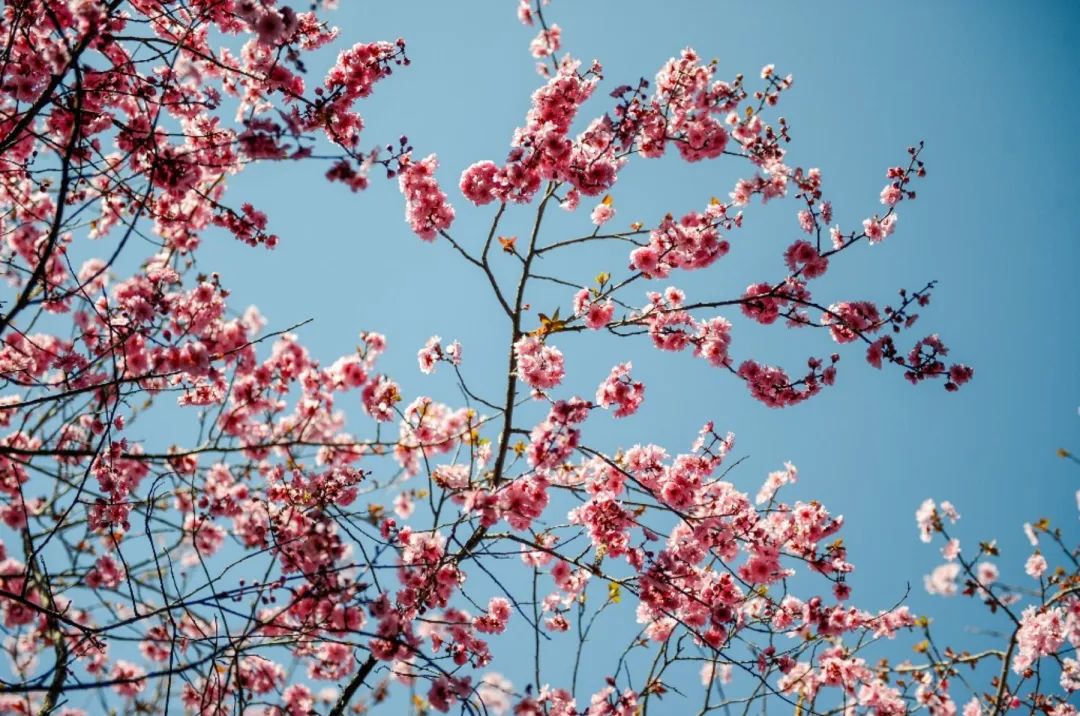 济南这个周末适合哪里赏花,济南春天赏花好去处