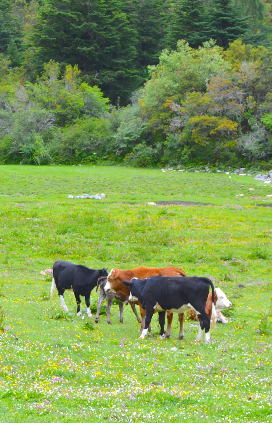 现在的木格措风景,川西高原木格措旅游