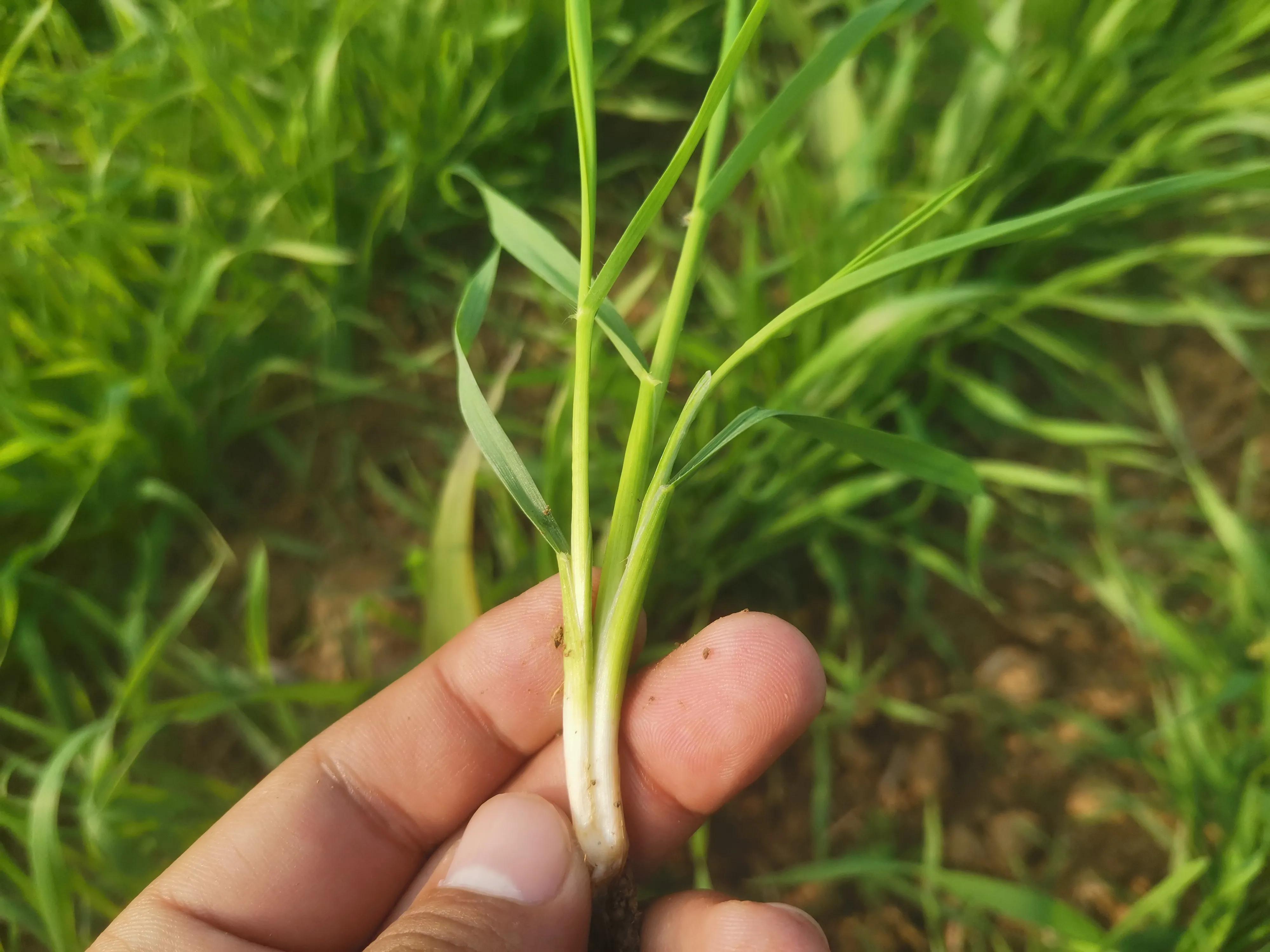 种植户注意，小麦红蜘蛛已发生，用好3个方案可高效防治