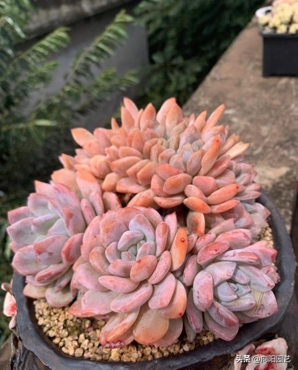 春天买多肉怎么养,春天新买的多肉怎么养才能养好