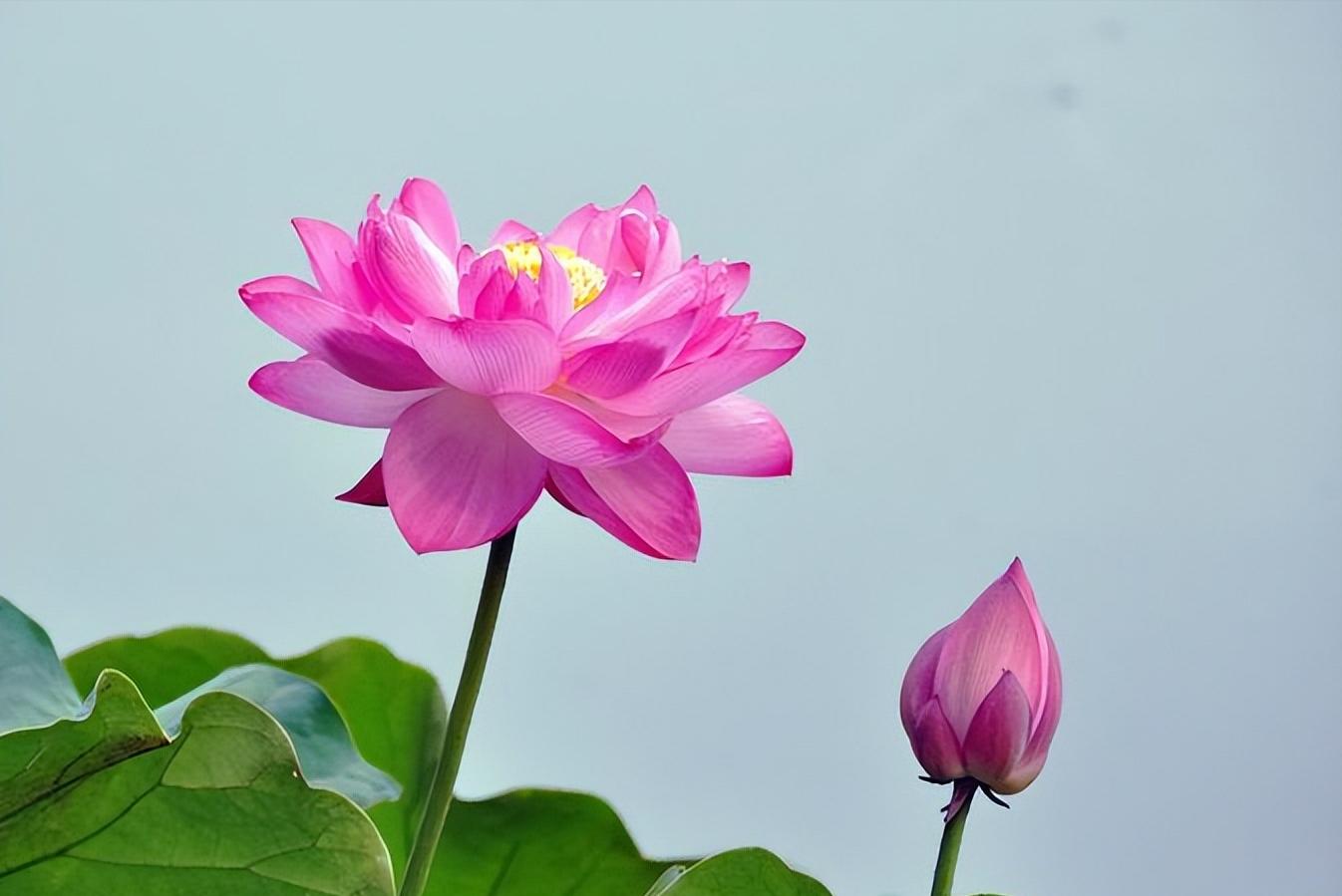 70句唯美荷花诗词,关于荷花的绝美诗句