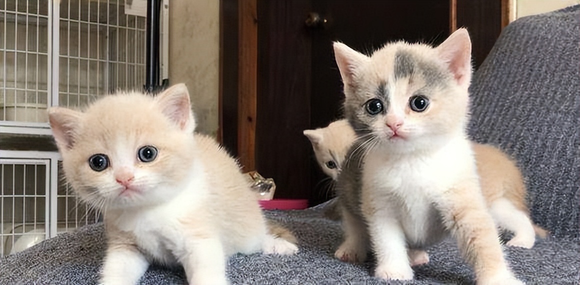 英短弃养,为啥英短越来越便宜了