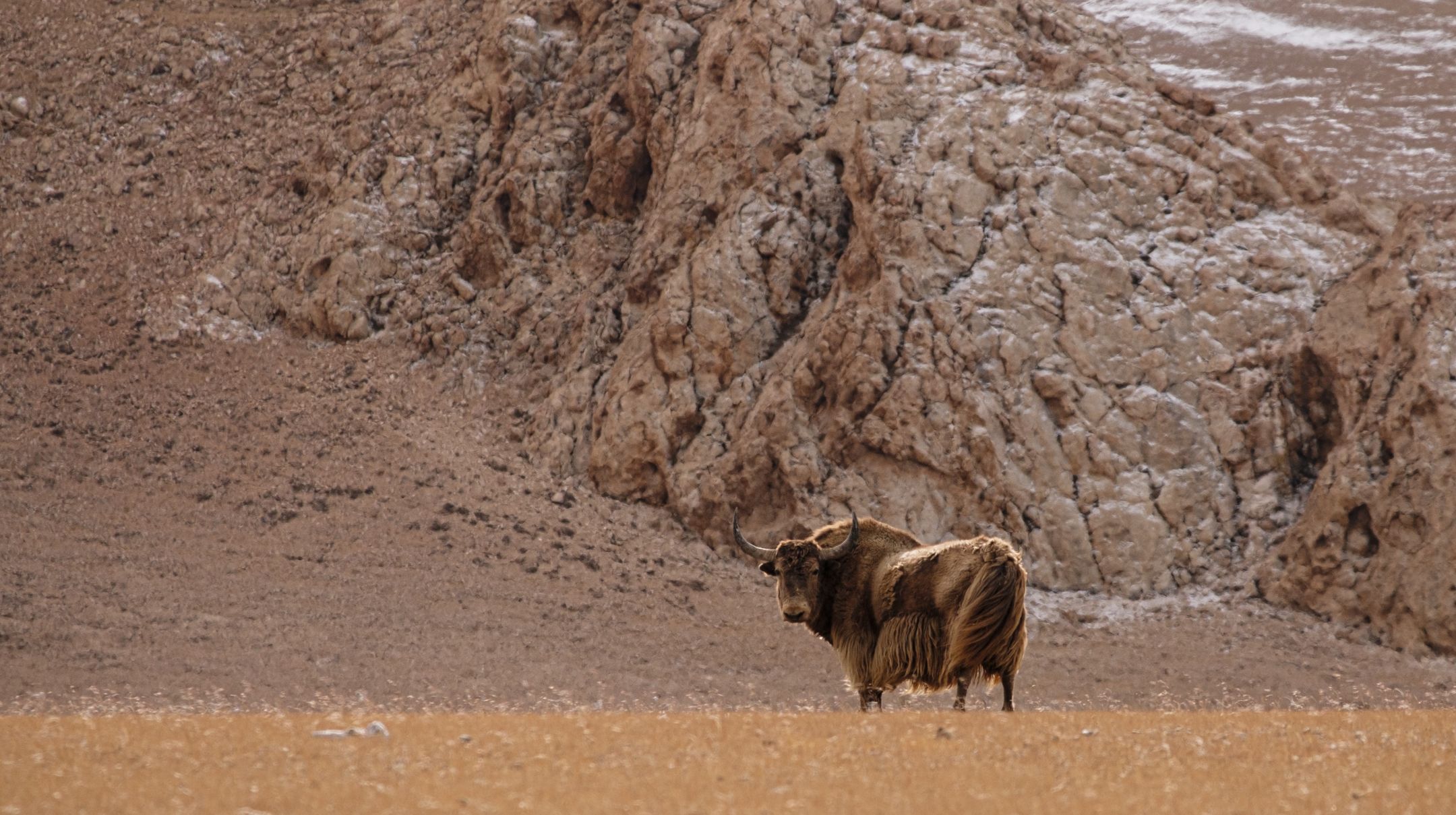 金丝野牦牛是几级保护动物,野牦牛属于国家几级保护动物