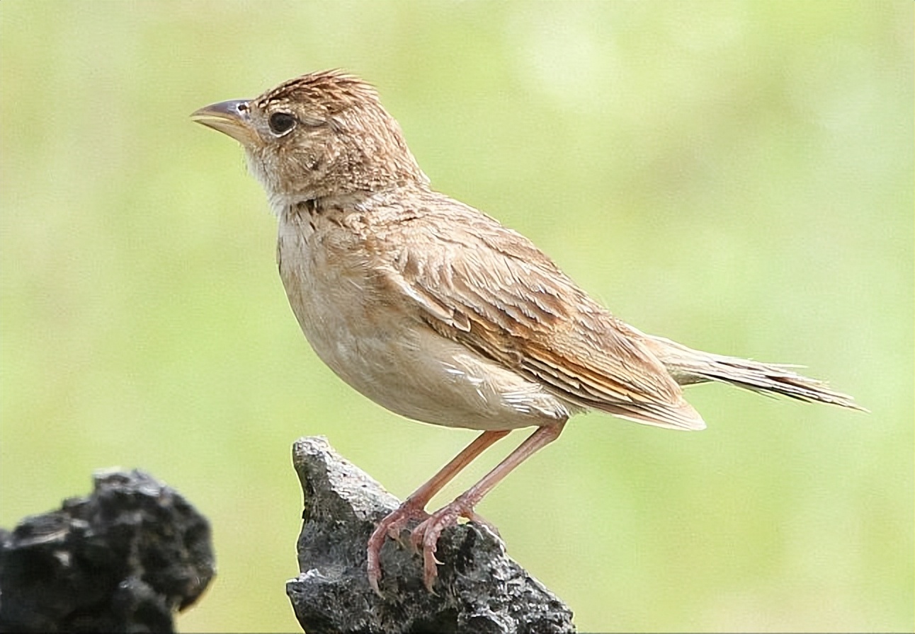 50张最佳鸟类摄影作品,鸟儿大全大图