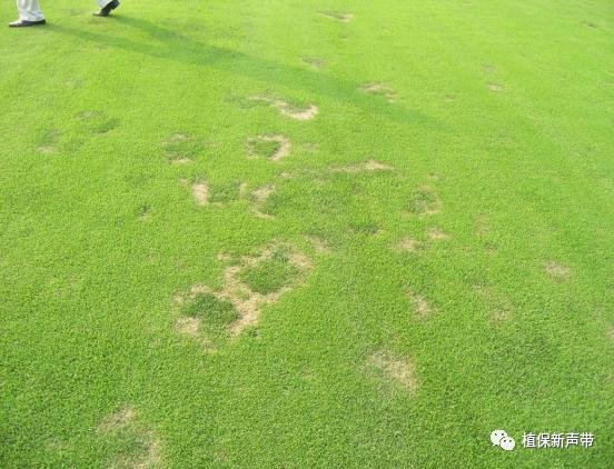 草坪通常要进行哪些养护管理项目,草坪要打理吗
