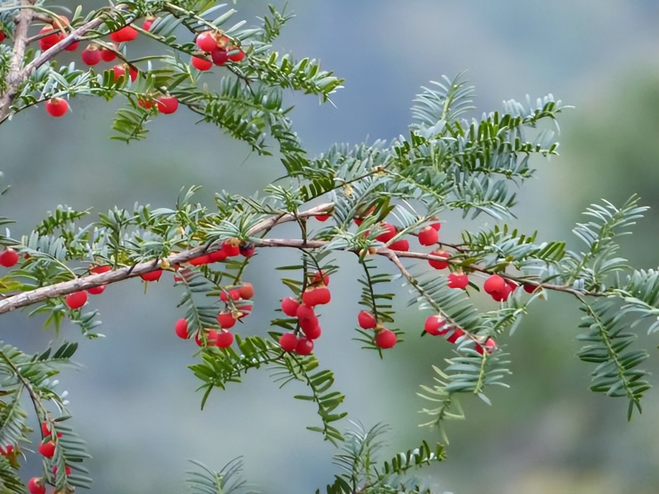 贵州的市花是什么,贵州省各个州的州府