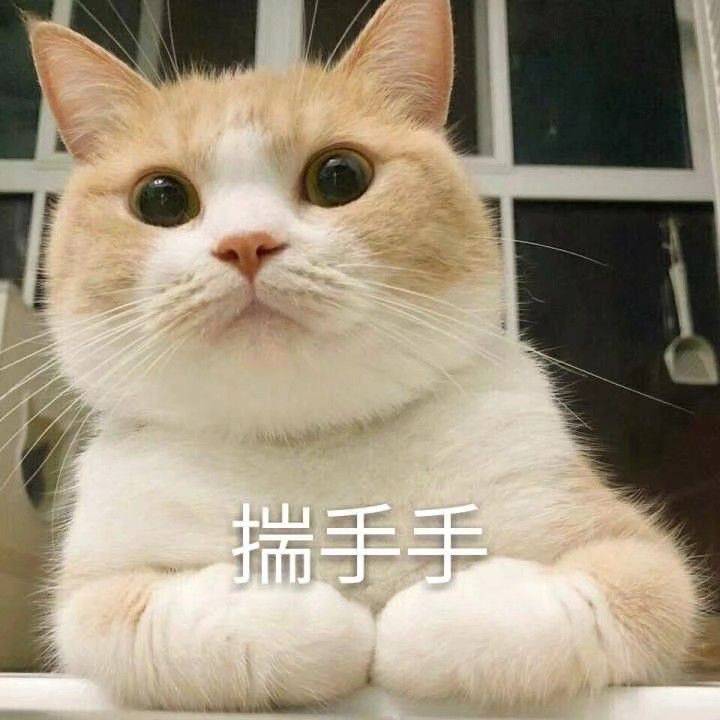 猫咪揣手手是高兴还是生气,猫咪揣手手是为了卖萌给你看吗