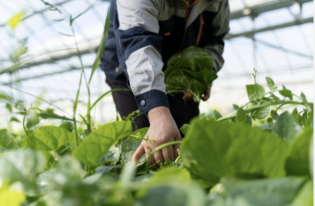 晚点周末丨乳品赛道太挤，朝日唯品的故事从土壤讲起