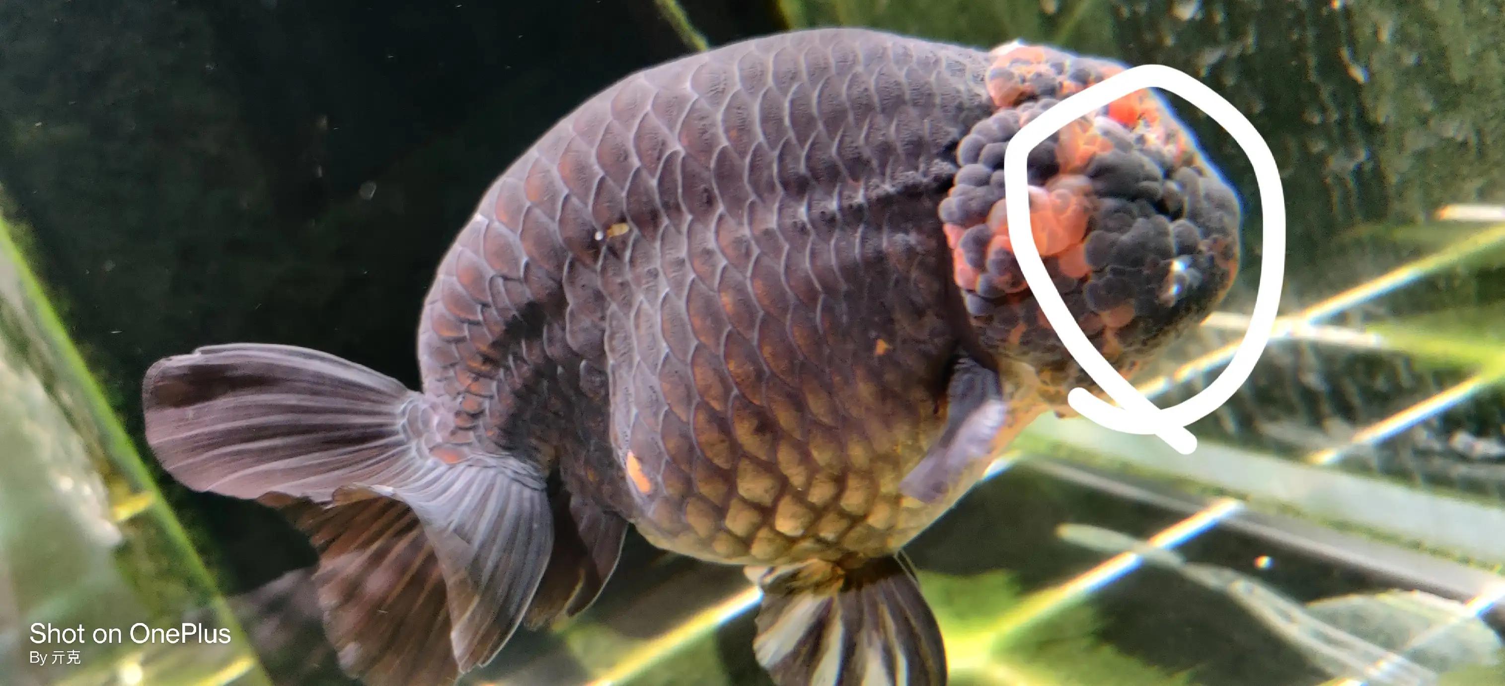 金鱼头瘤长白色絮状物,金鱼头瘤分泌白色絮状物