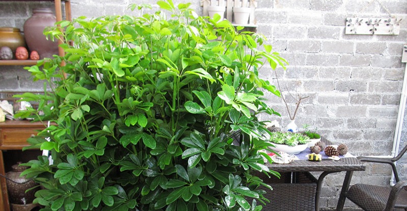 招财树怎么养？记住“4点”，枝叶繁茂四季翠绿，家中财运旺