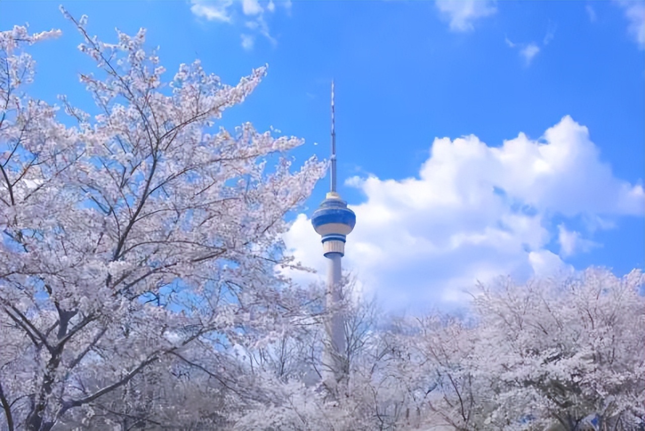 看樱花不知道去哪十大赏樱圣地,全国赏樱地图出炉樱花全面绽放