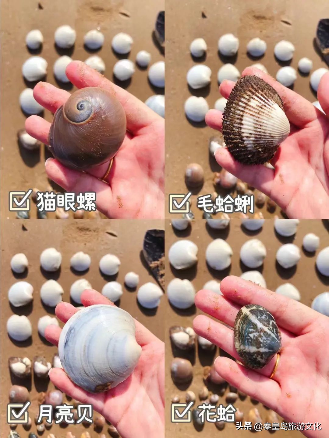 秦皇岛赶海海鲜都有什么,秦皇岛哪里可以赶海捉海鲜