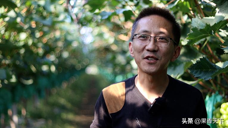 20亩阳光玫瑰卖285万是如何实现的,栽种60亩阳光玫瑰一年收入多少钱