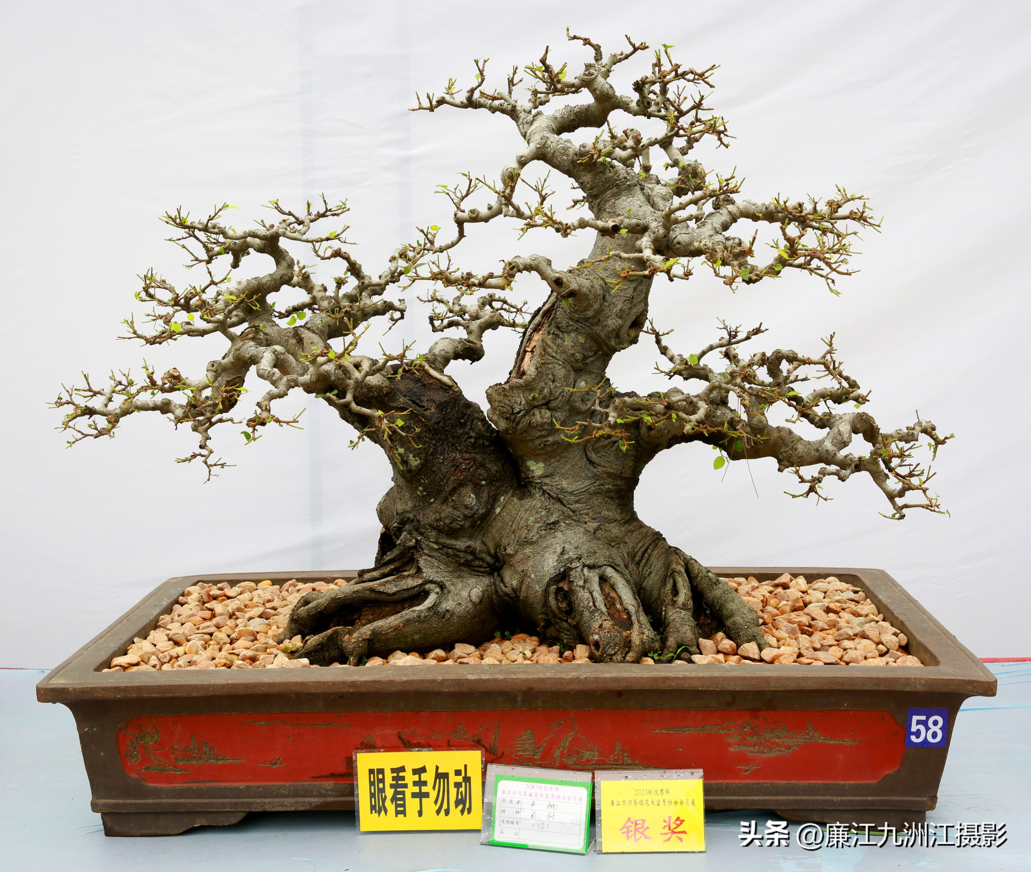 最高端的盆景展,一场惊艳的盆景展