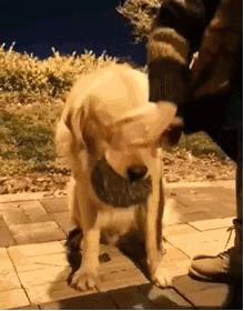 金毛外出叼东西回家吓坏主人,主人惹金毛生气金毛咬嘴唇