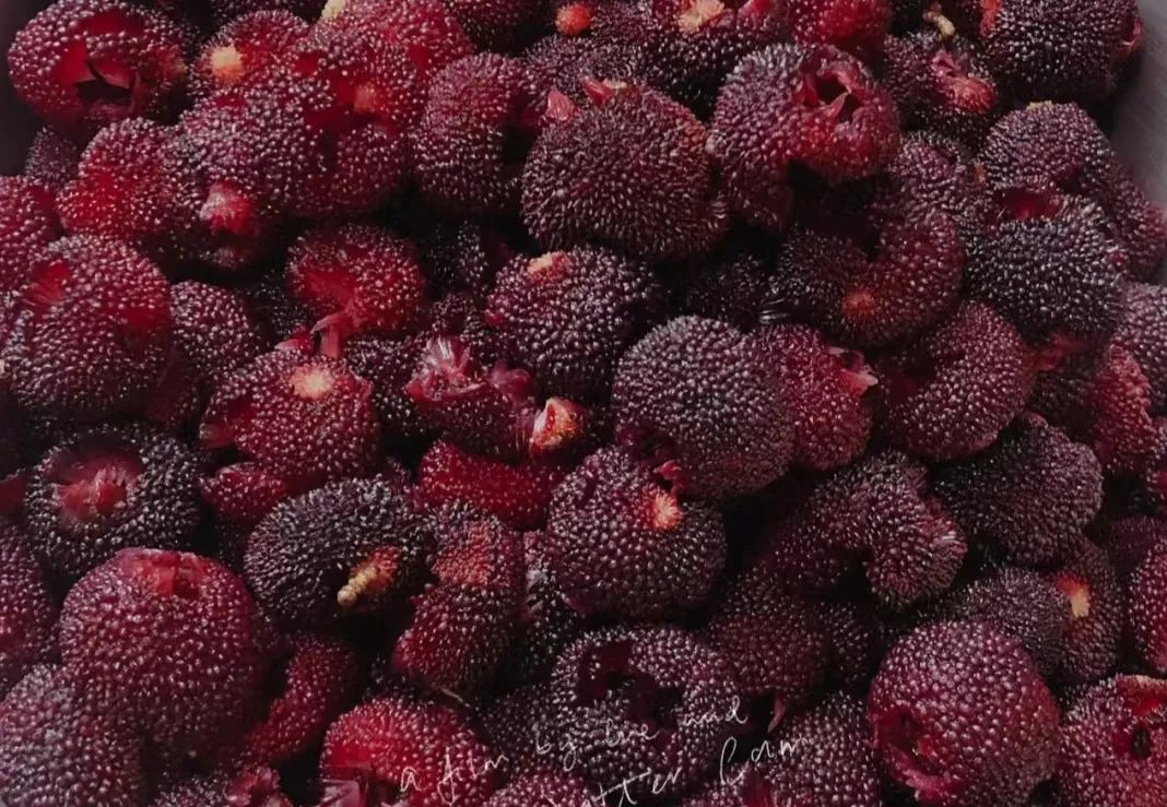 杨梅怎么吃好吃又简单,夏天杨梅的好吃法