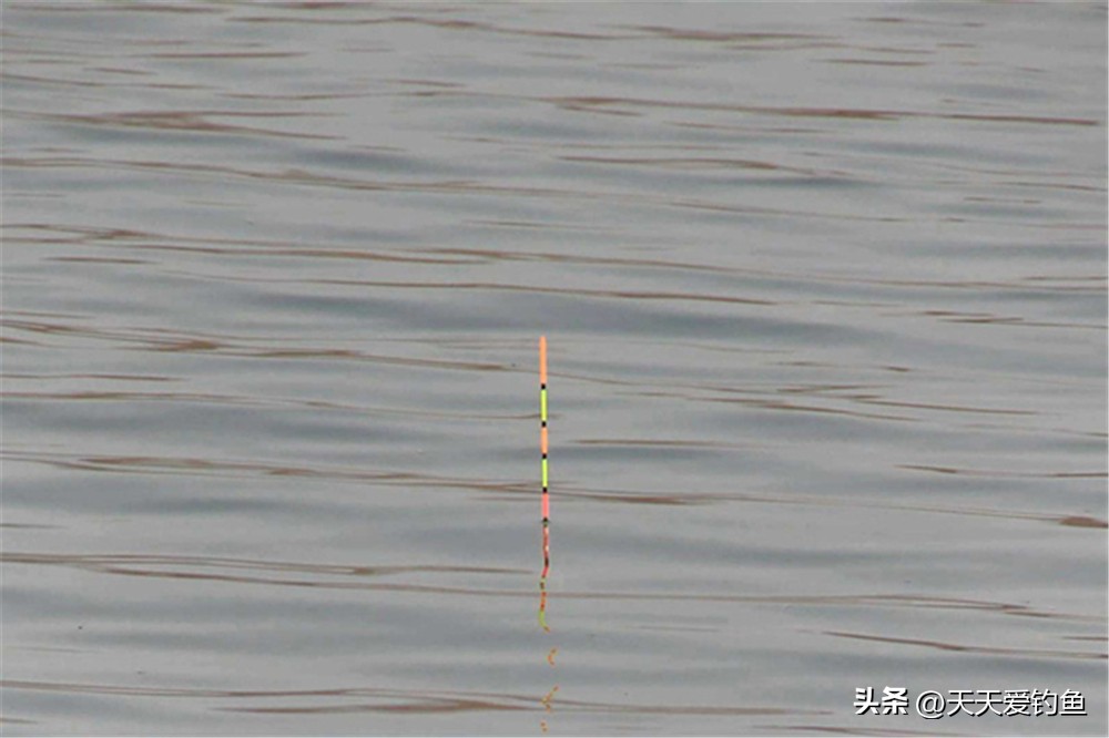野钓大鱼懒人简单调漂方法,钓大鱼快速简单调漂方法