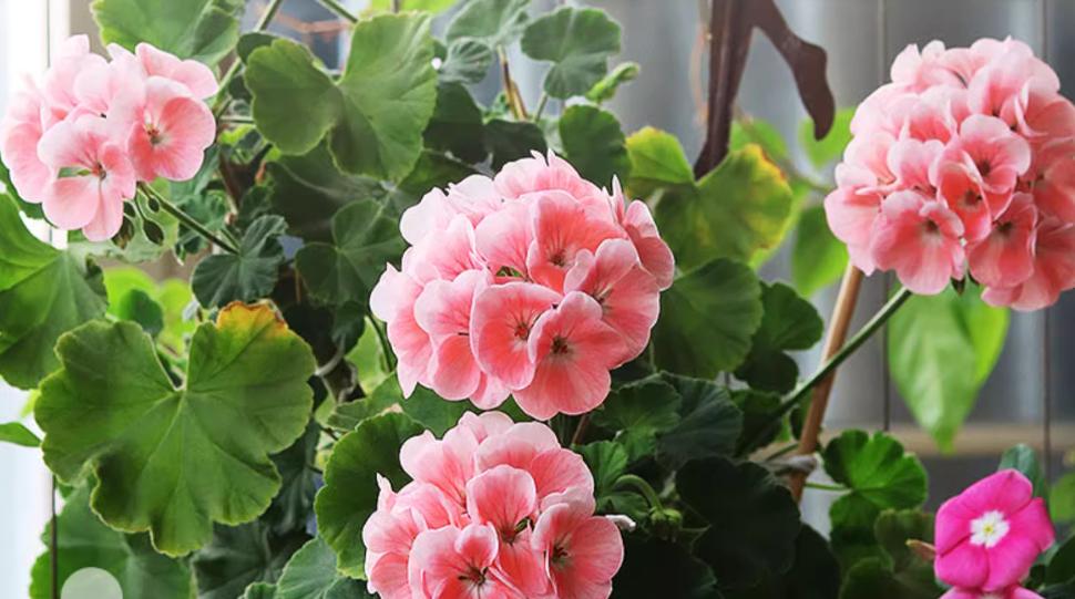 天竺葵在广州如何度夏,天竺葵怎么过夏
