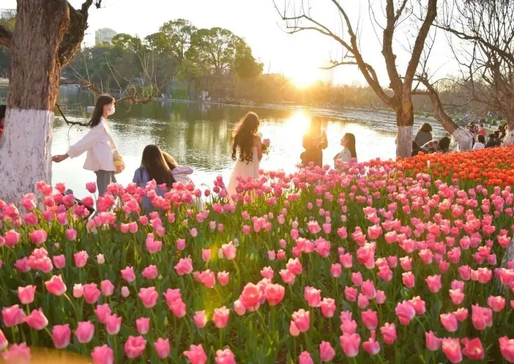 开了！开了！昆明陷入樱花海，粉色海洋铺天盖来袭