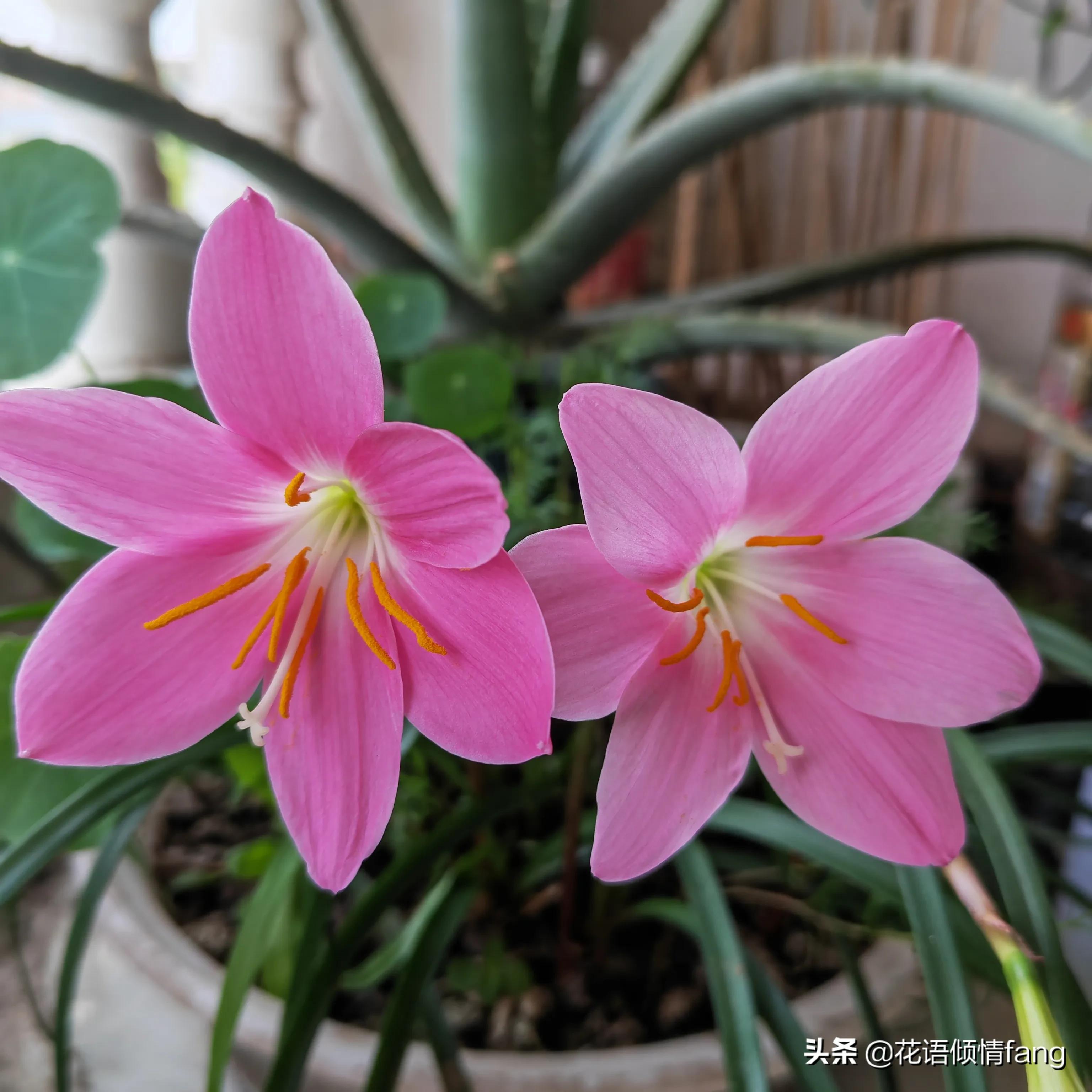养花怎么防老鼠,防鼠植物盆栽