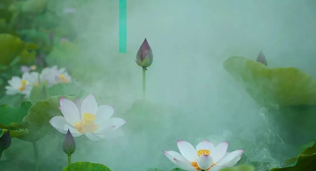 夏天赏荷旅游攻略,夏日赏荷好推荐打卡地