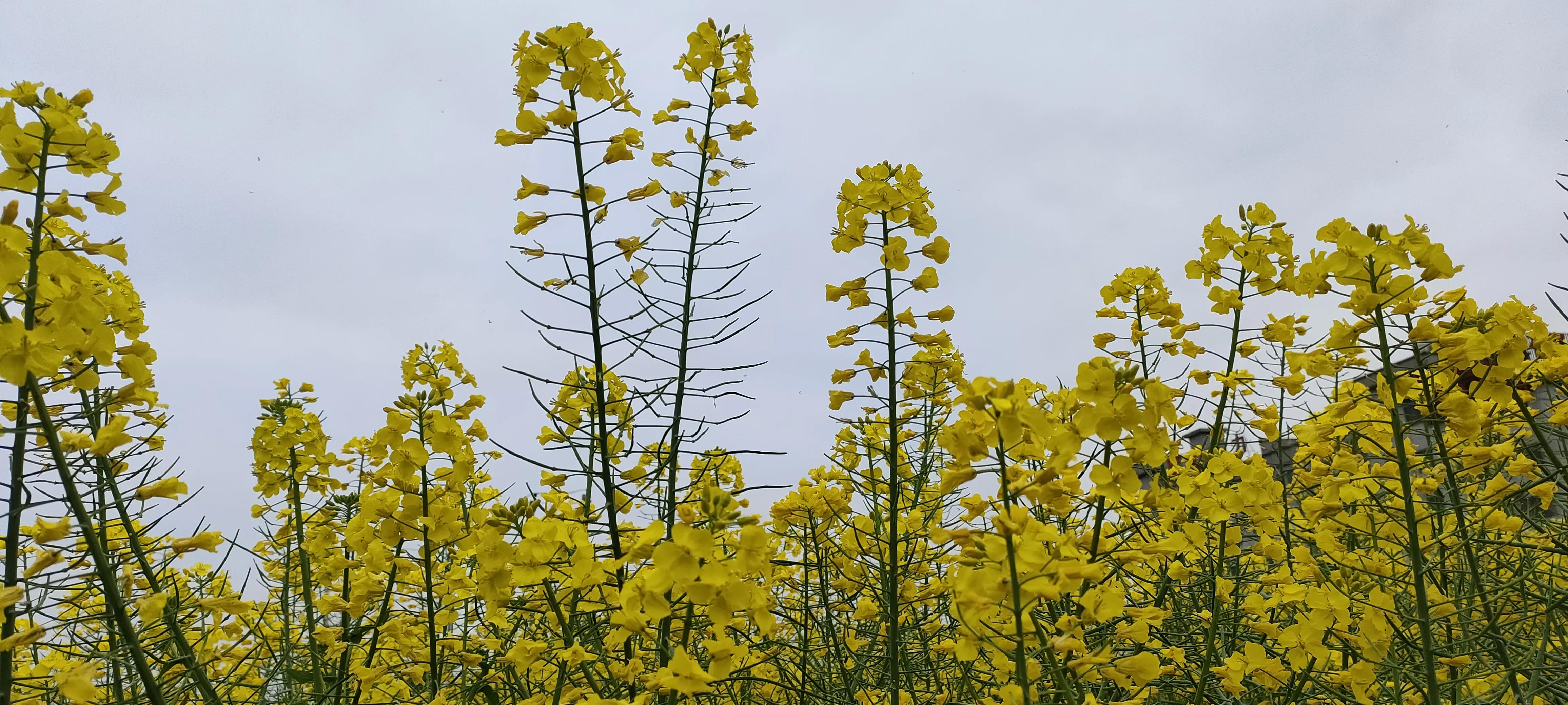 诗词格律尺子,五本末倒置