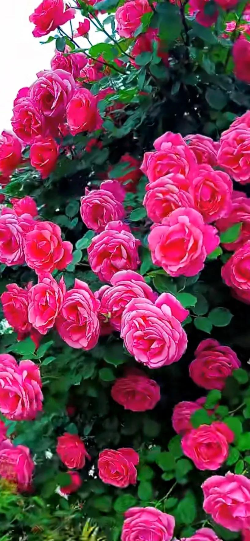 美到极致的月季花图片,仙气十足的月季花图片