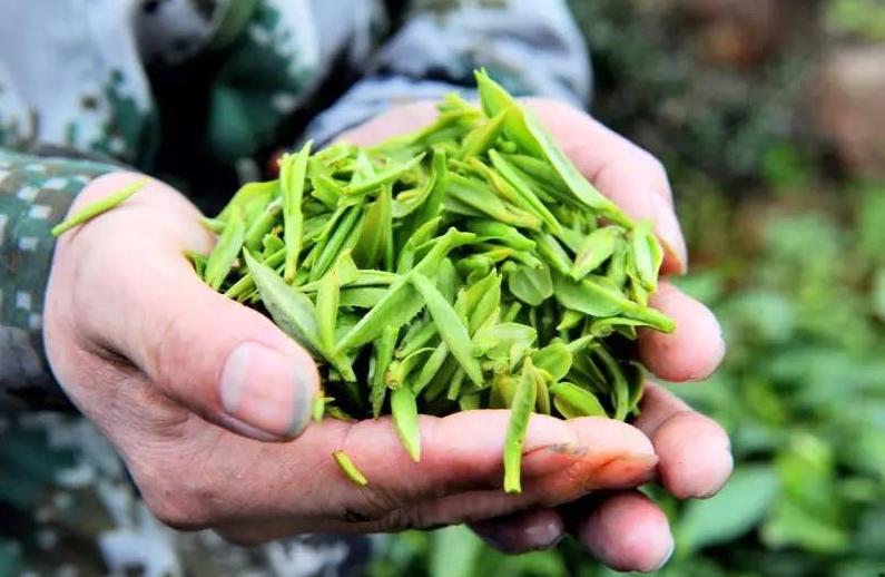 江苏饮茶“怪象”，茶桌上不见碧螺春，当地人却偏爱这3款平价茶