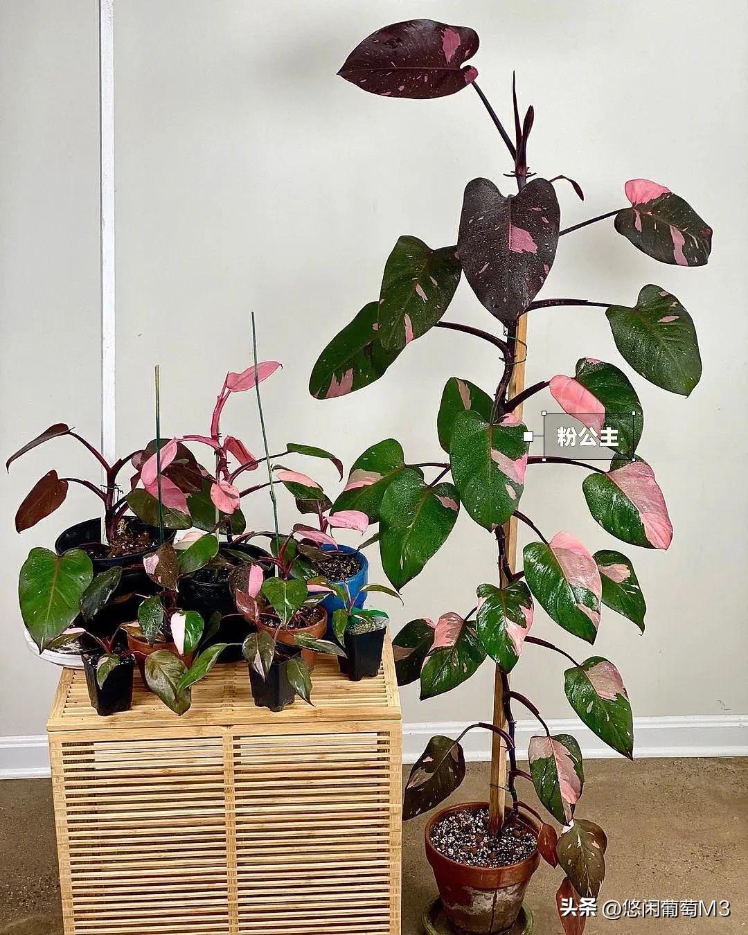 十大室内爬藤绿植,长得快的爬藤垂吊植物