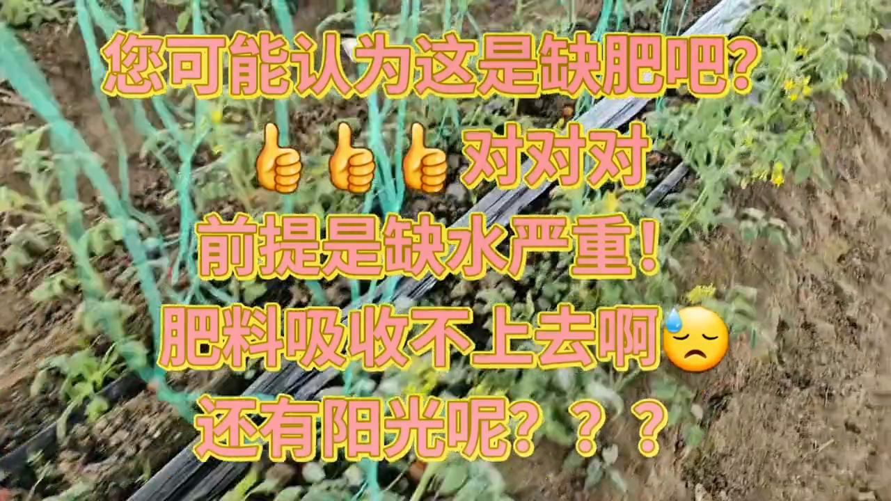 欢迎关注佰婷农业圣女果管理雨宏农资