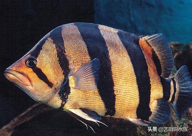 为什么要养虎鱼,纯泰虎和虎鱼的区别