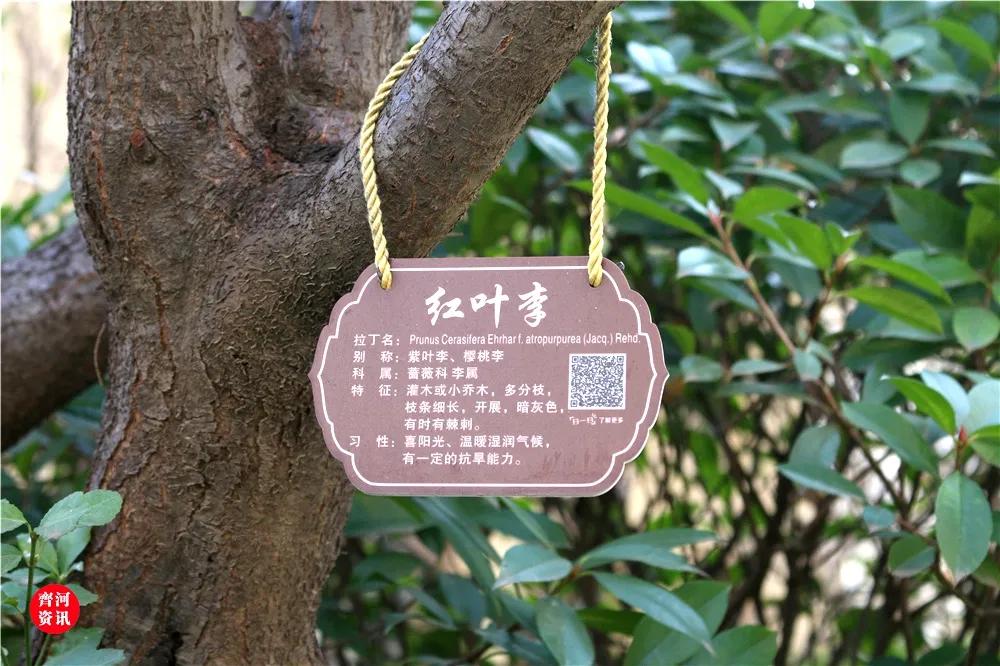 齐河绿城当年开盘多少钱,齐河房产绿城