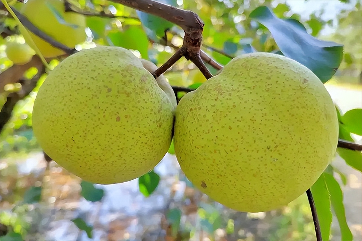 梨都有哪些品种什么梨最好吃,常见30种梨的区别及口感