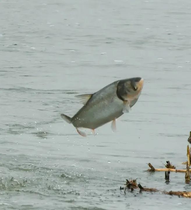 四大家鱼是怎么来的,四大家鱼是什么结构