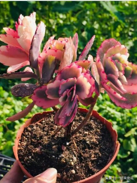 此款多肉颜色可爱动人,好似翩翩起舞的蝴蝶,适合新手养一盆