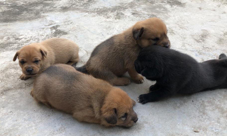 一场意外的基因突变,一个基因突变就可以改变人类性别