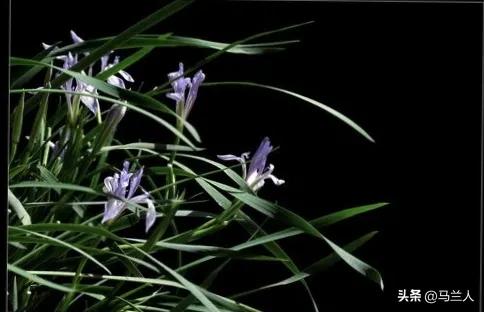 老兵‖生命交响曲.来自古楼兰的悲壮一一只因远方有诗