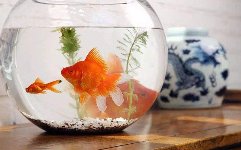 养鱼知识大全如何养水,最全养鱼常识养鱼之前先看这篇