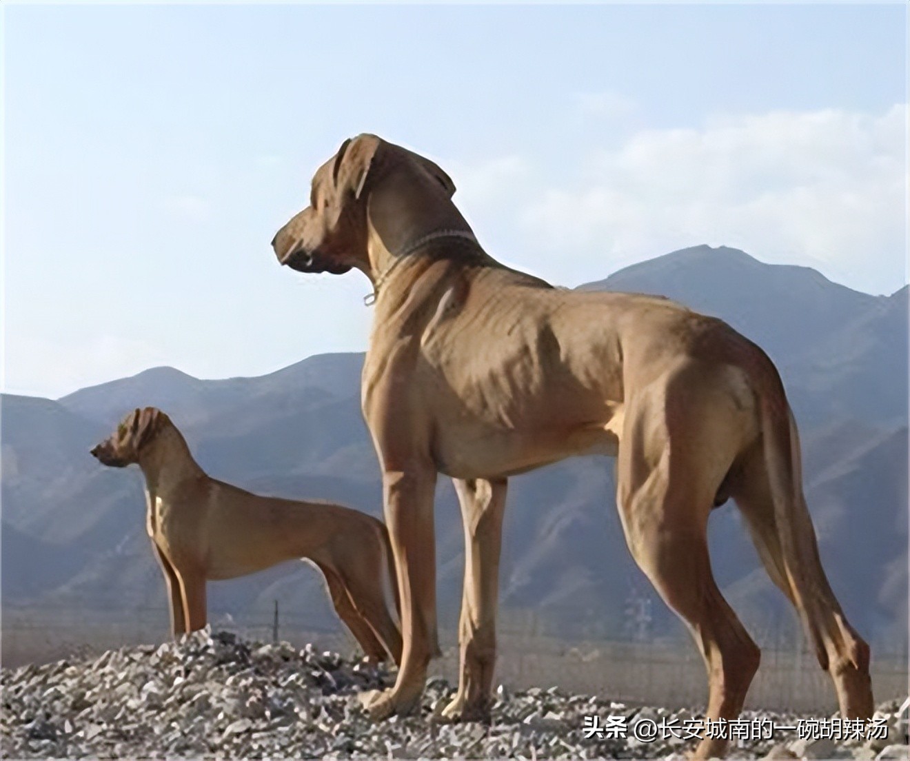 世界名犬大赛全程视频,世界名犬下司犬排名
