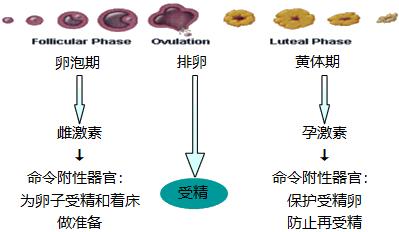 怕ta不来，又怕ta乱来！女生关于月经那点事儿