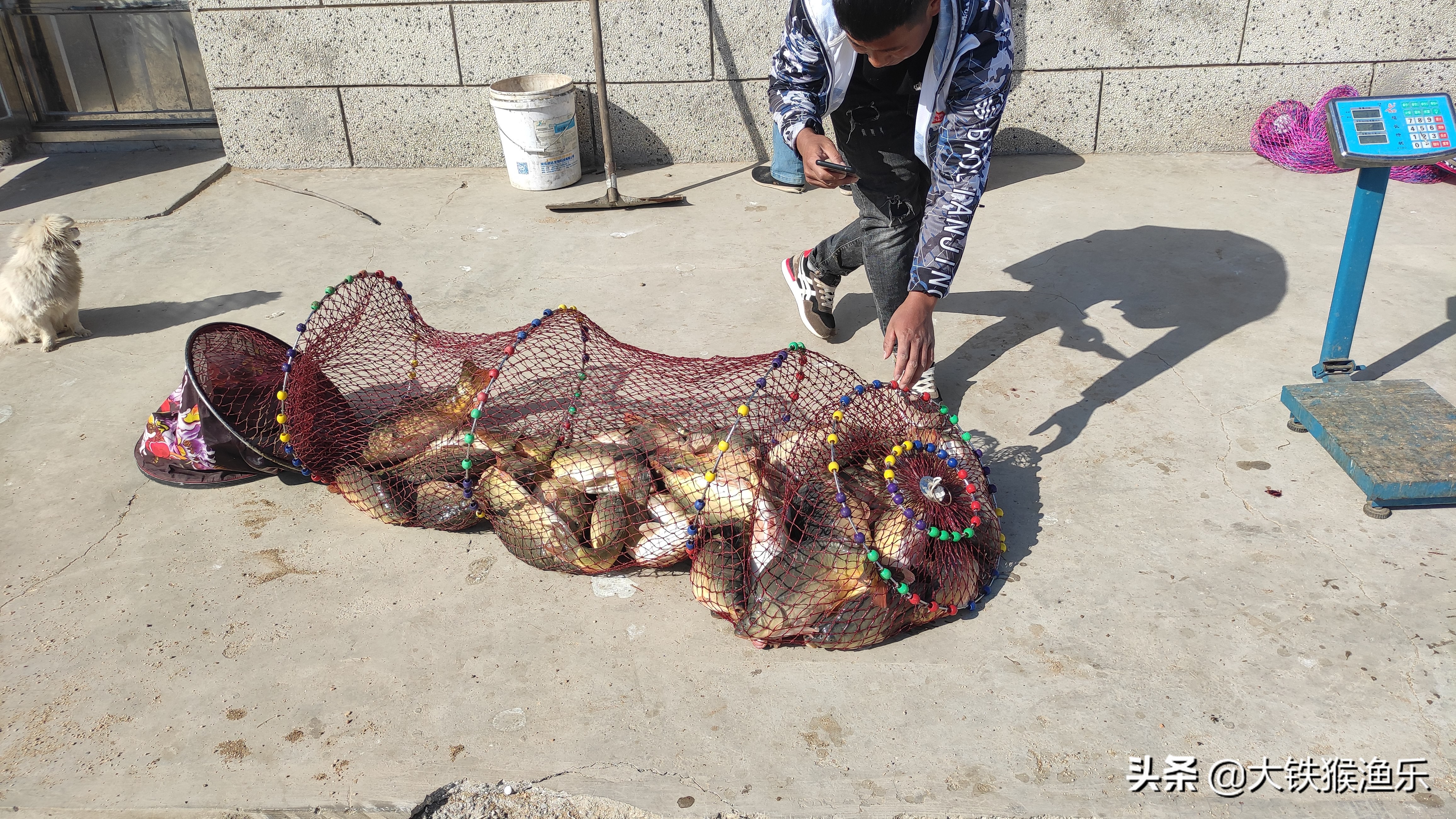 南方的鲤鱼跟北方的鲤鱼有啥区别,北方的鲤鱼和南方的区别