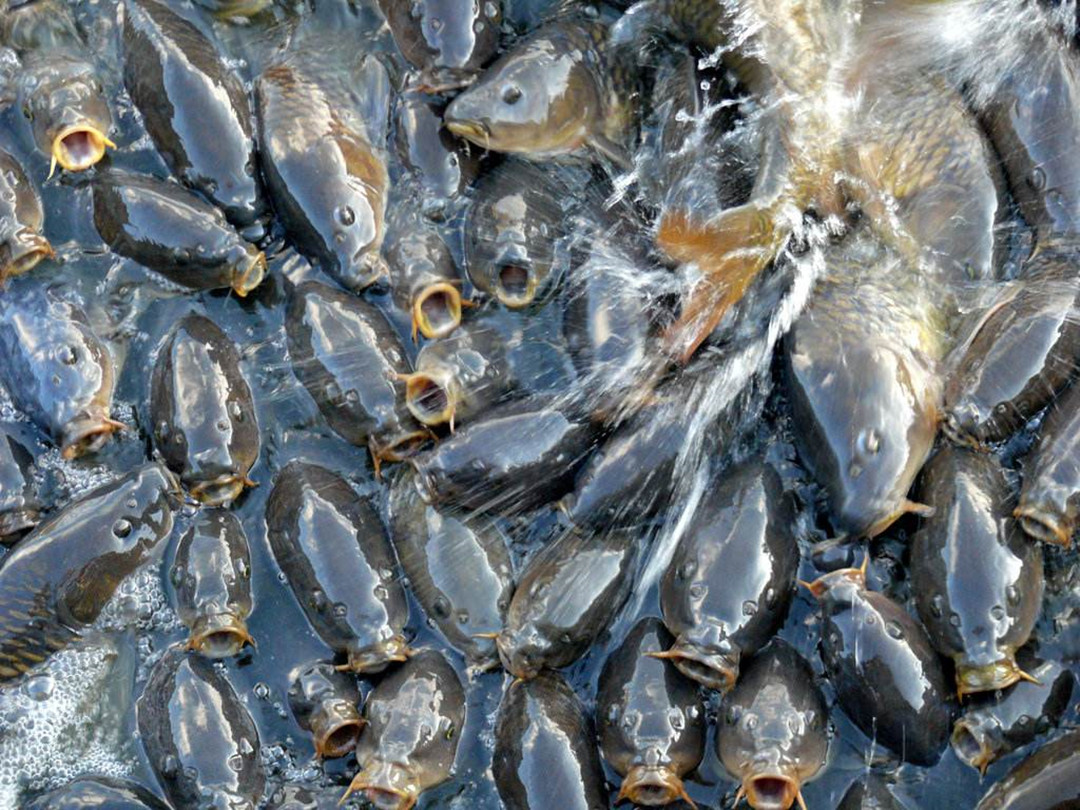 悬赏五百万抓鲤鱼,悬赏20万抓鱼