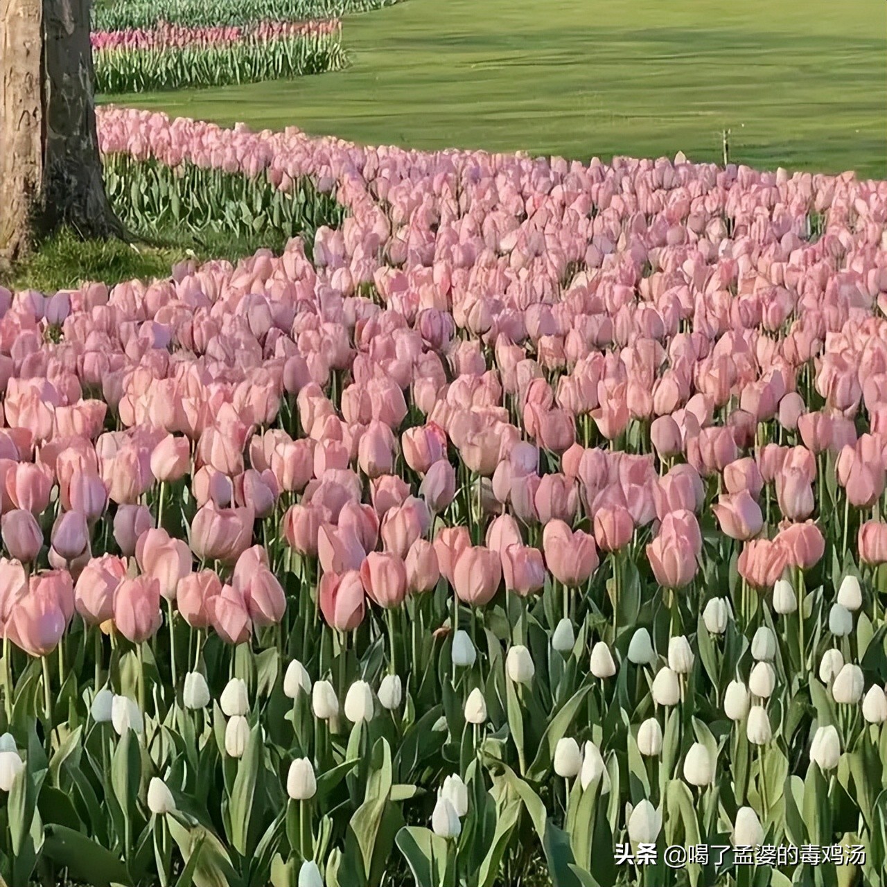 新手免费学插画的12个自学网站,15个完全免费的高质量自学网站