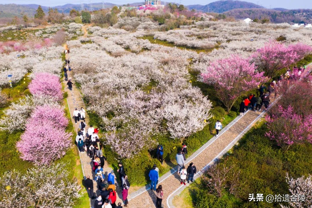 南京红梅花价格,南京的梅花是什么样的
