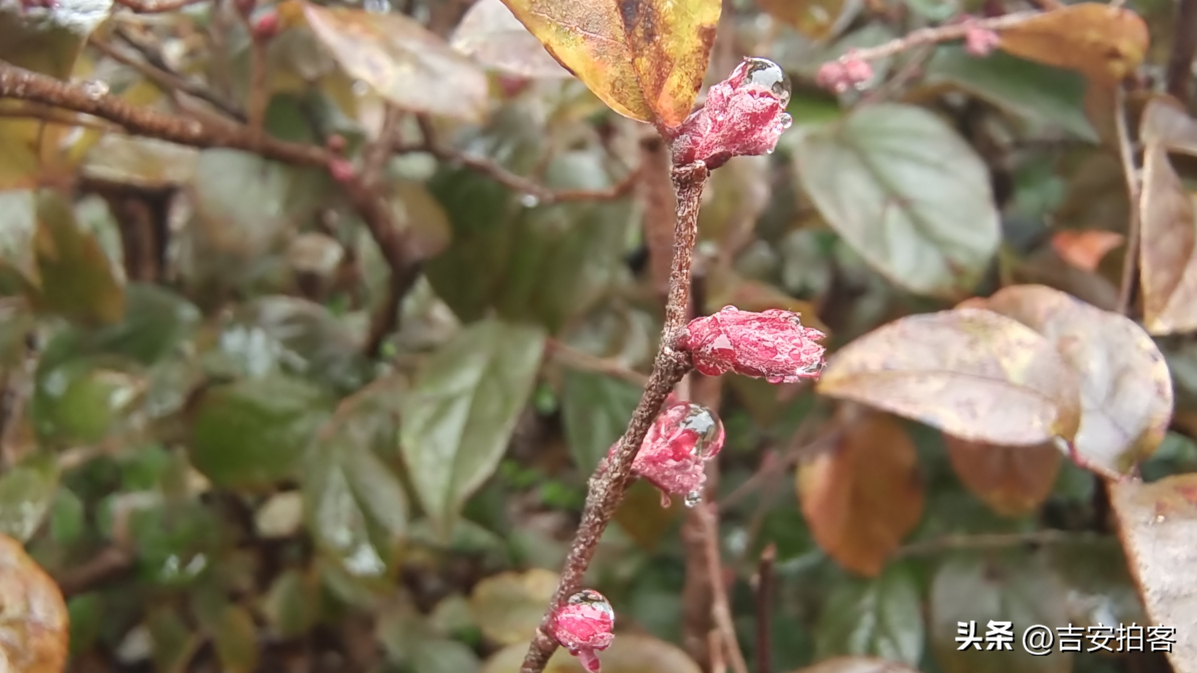 春雨滋润下的红花檵木