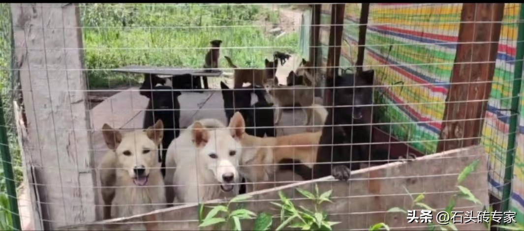 专门养狗赚钱吗,农村人养狗